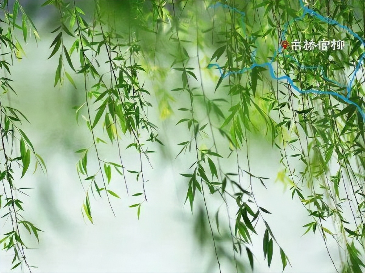 水井坊1号菌群,水井坊一号