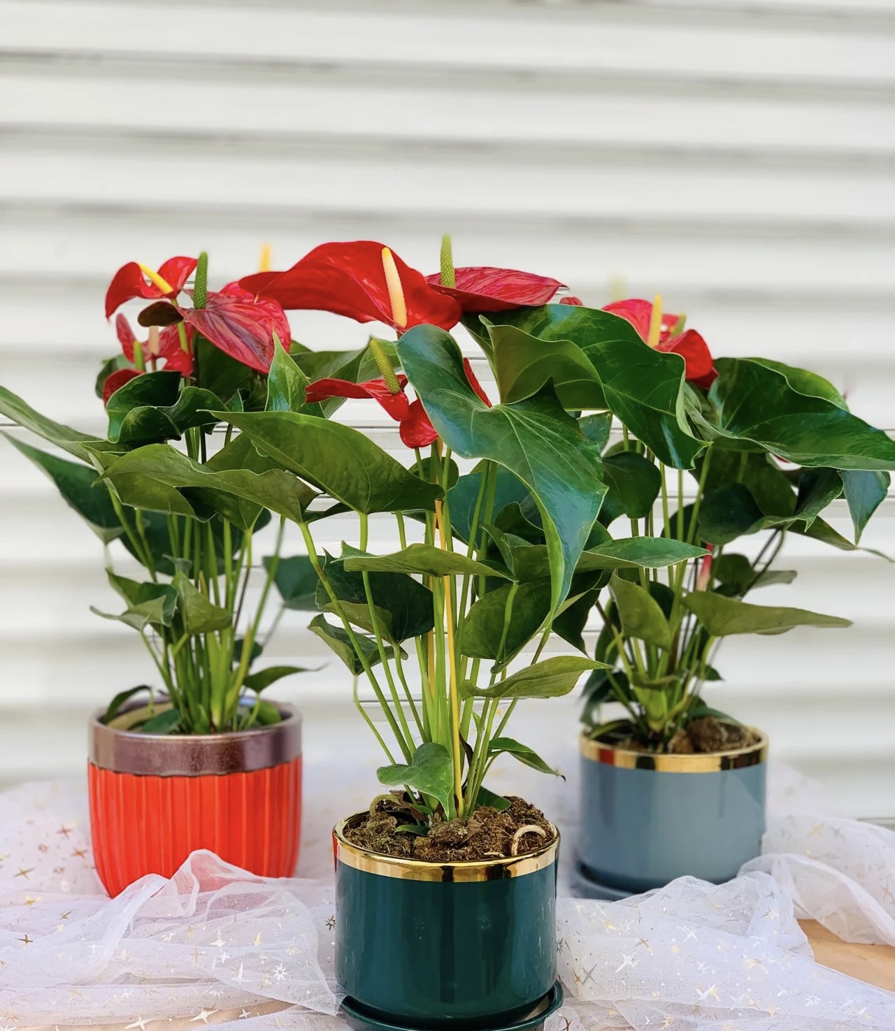 办公室书桌摆什么花好风水,办公室摆旺事业植物最好