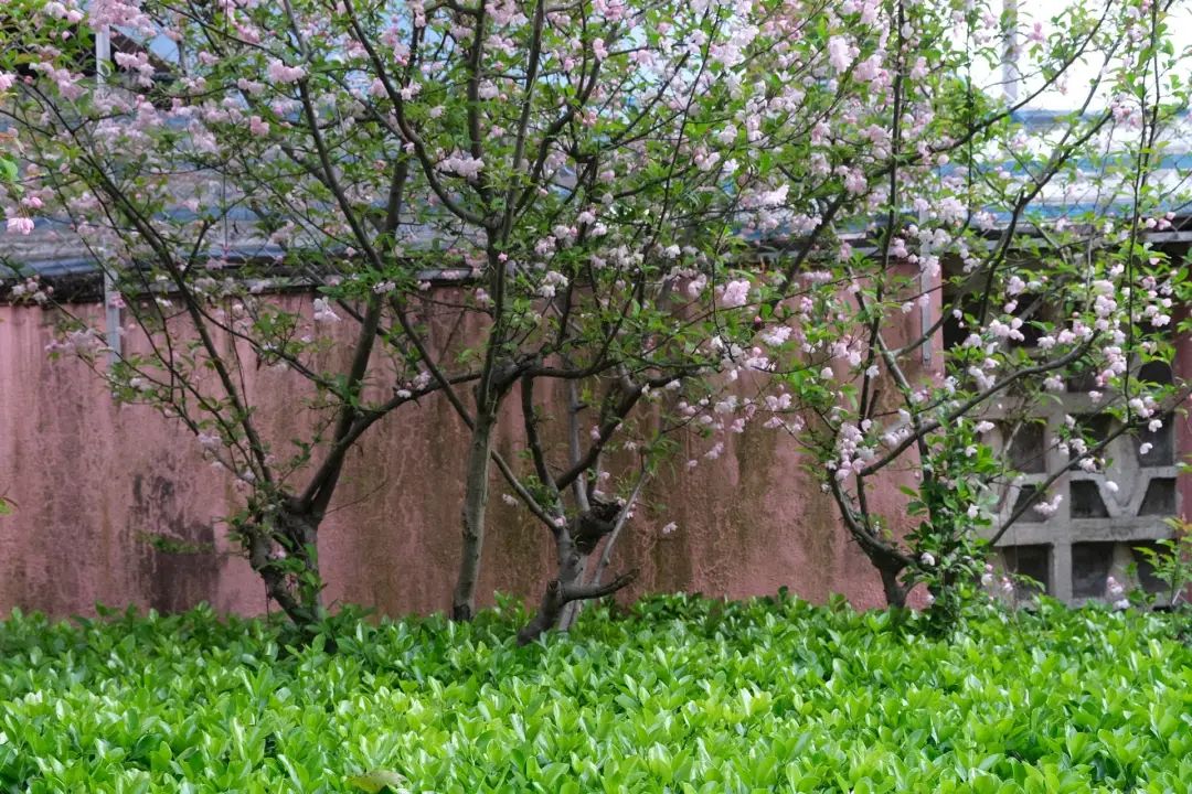 错过了一个秋天,错过了一个春秋