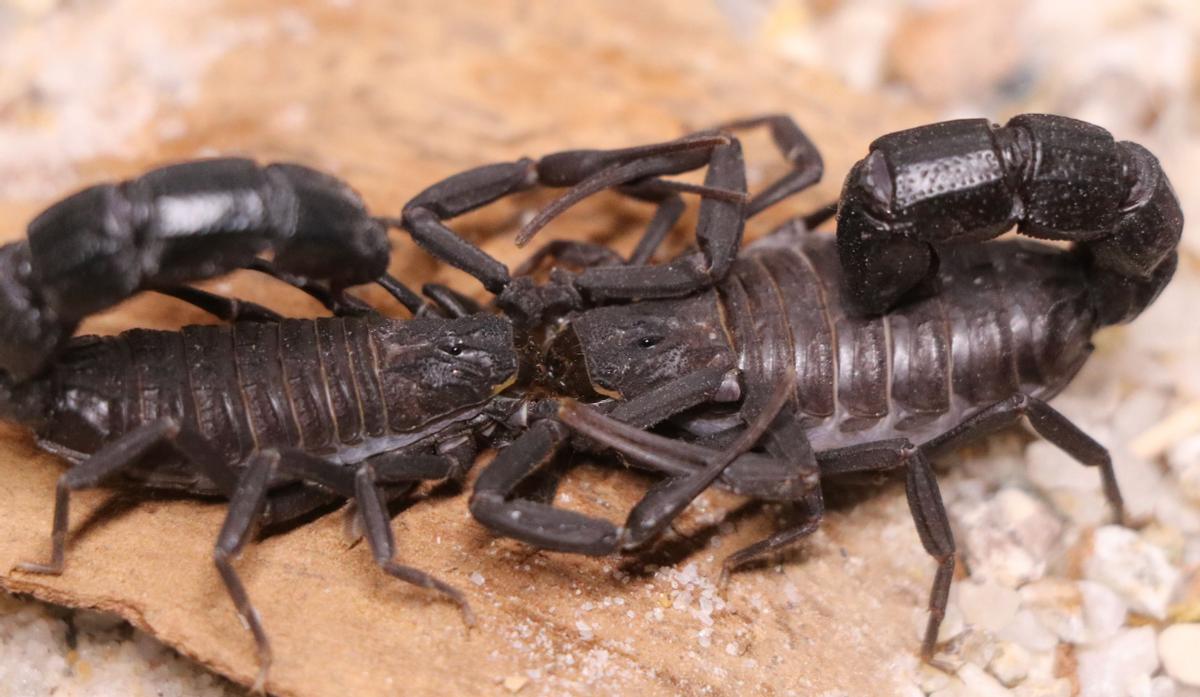 不同蝎子的生存温度,不同物种的蝎子