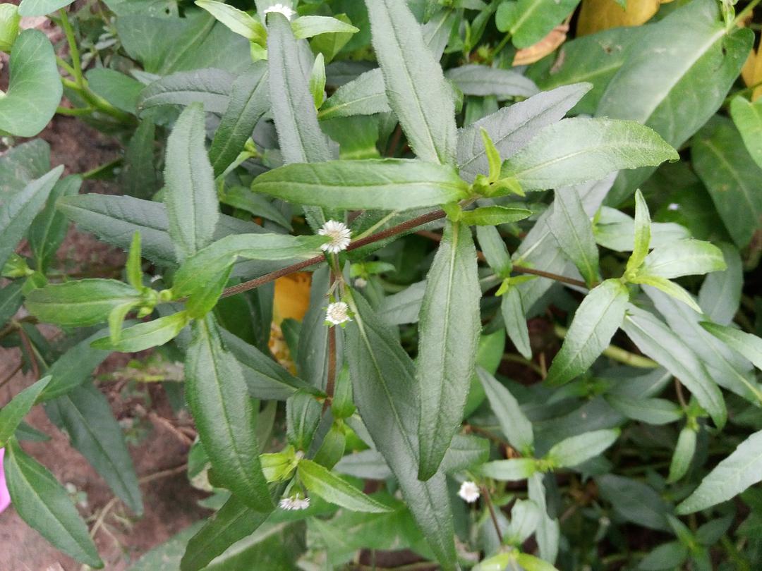 神仙草是什么样的,这才是正宗的神仙草