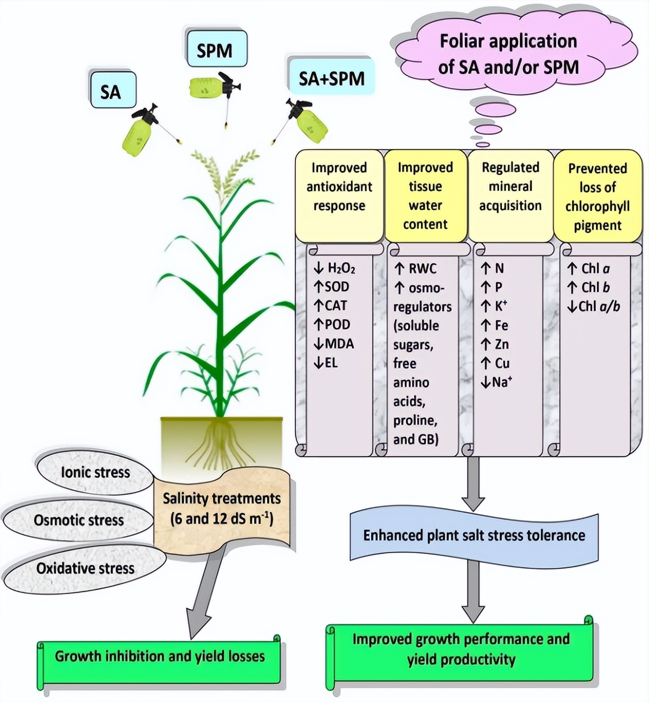 碱性亮氨酸拉链的介入，会对青钱柳根茎发育产生多大影响？