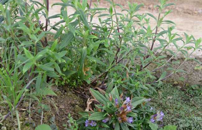 人称“凉肝之王”，味苦如胆，用途却不小，若在山上遇见还请重视