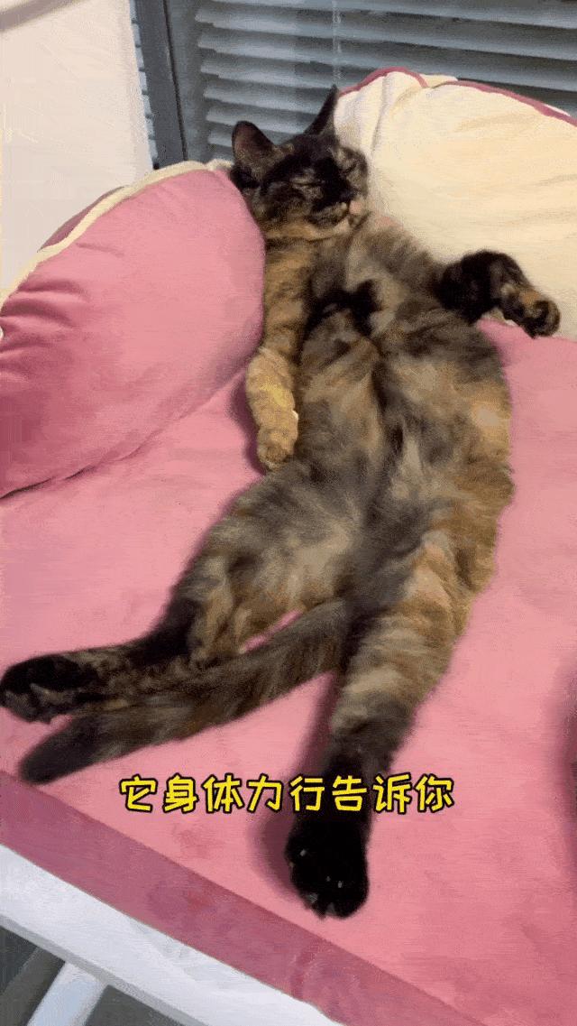 玳瑁猫优点和缺点,玳瑁猫为什么总被遗弃