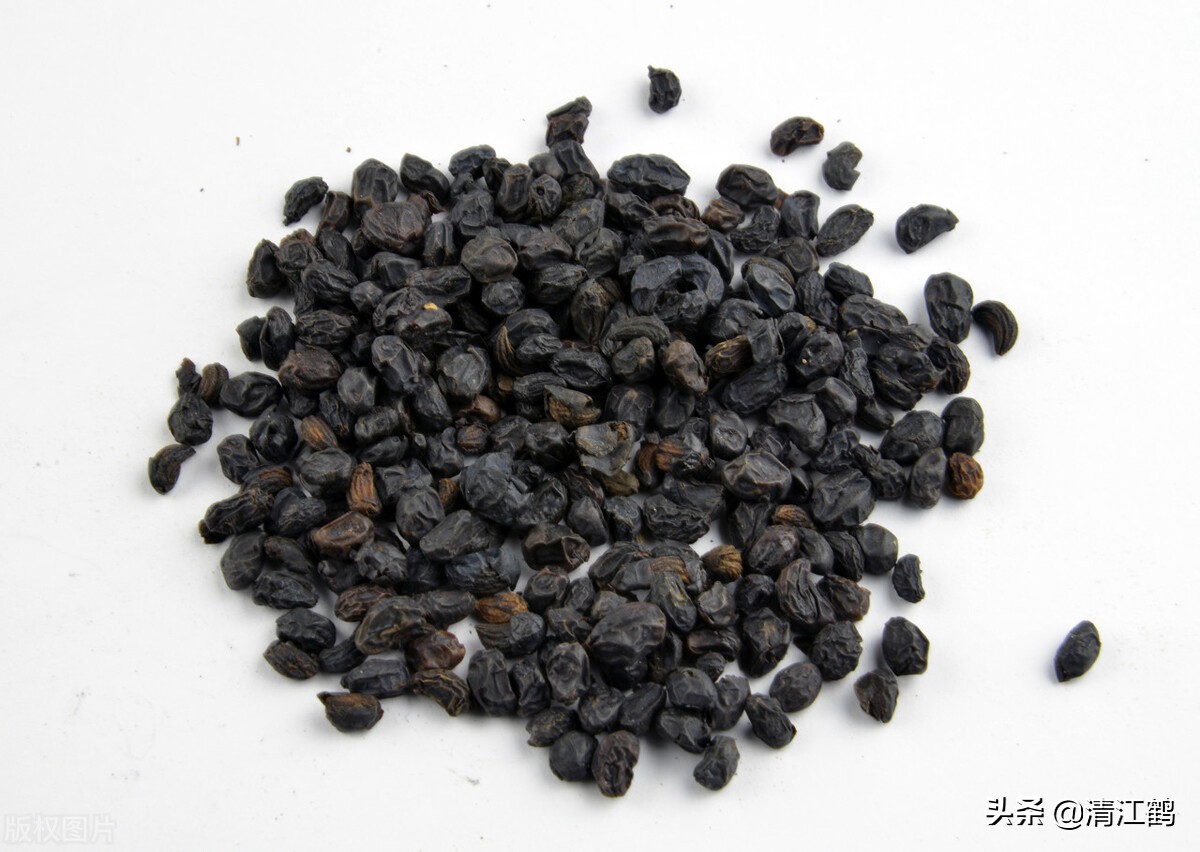 刚从树上摘的女贞子怎么保存,女贞子从树上摘下怎么处理