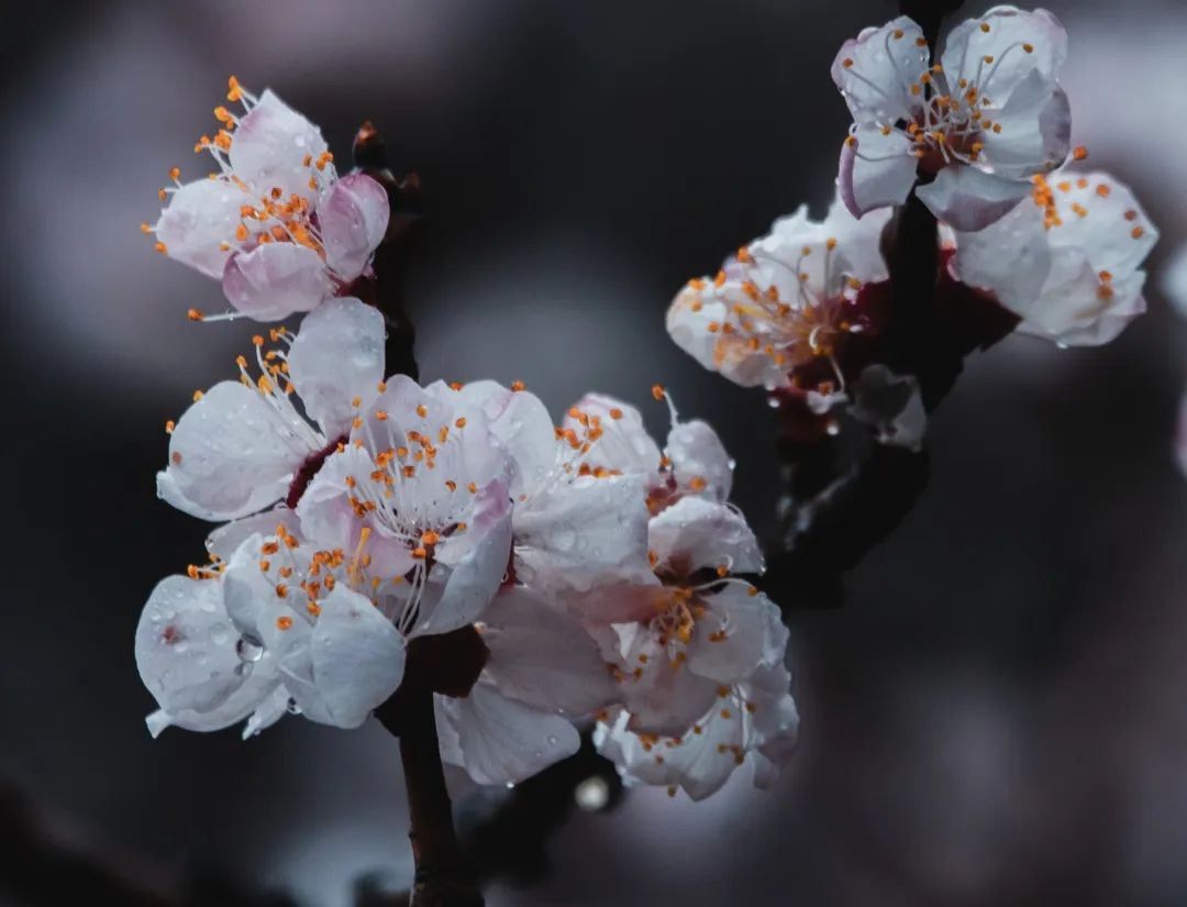 济南周边春天赏花全攻略,济南春日赏花攻略已送达