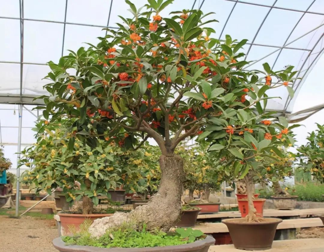 寓意发财好运的花有哪些,六种最旺财吉祥花