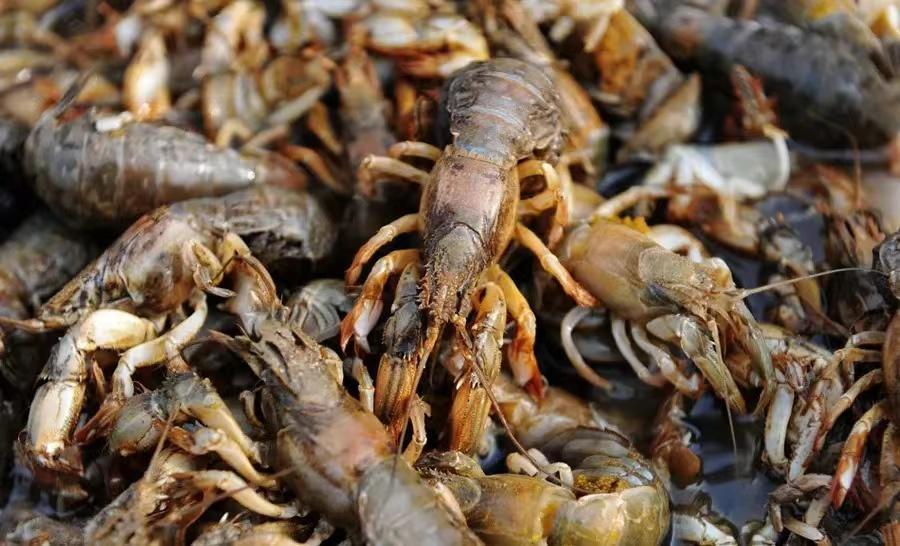 虫形挖掘机——蝼蛄