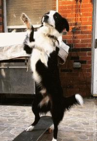 最好看的狗狗金毛,盘点最礼貌的狗狗金毛