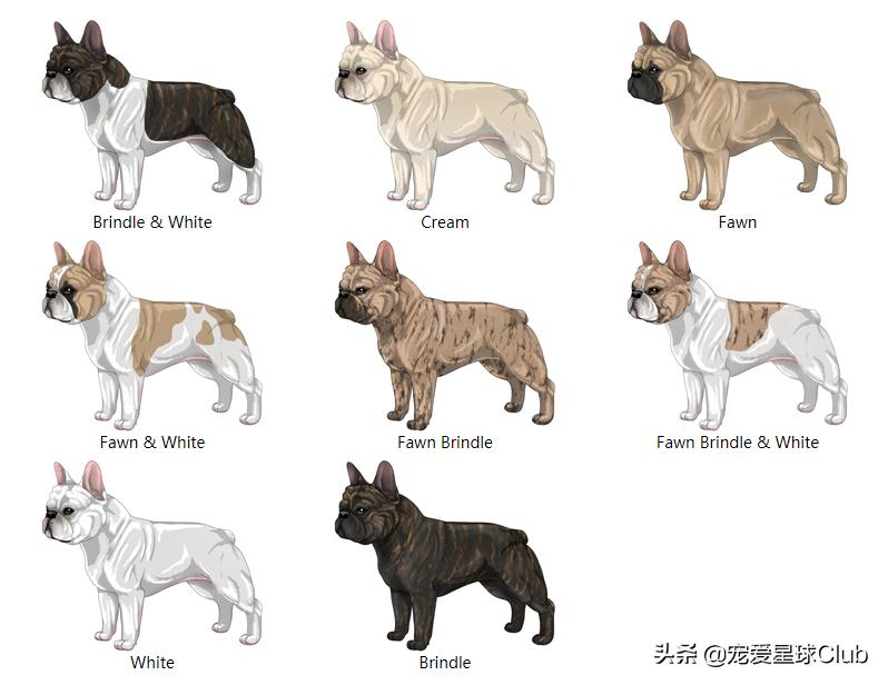 法国斗牛犬是小型犬吗,法国斗牛犬奶油