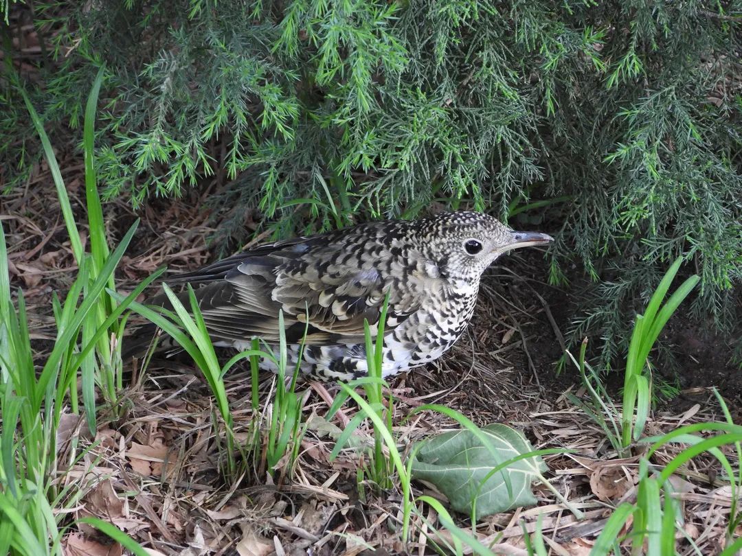 师大寻鸟记，这些小可爱，你都见过吗？