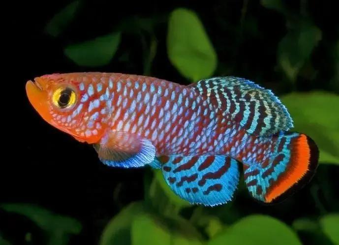 各种漂亮鱼的名称及图片,漂亮可爱的海水观赏鱼