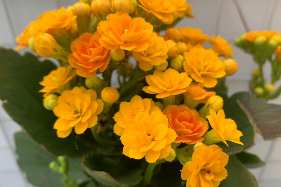 黄色重瓣长寿花的品种,金色长寿花