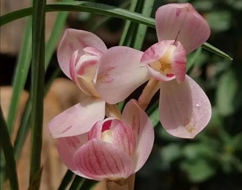 兰花品种大全四川,兰花品种鉴别方法