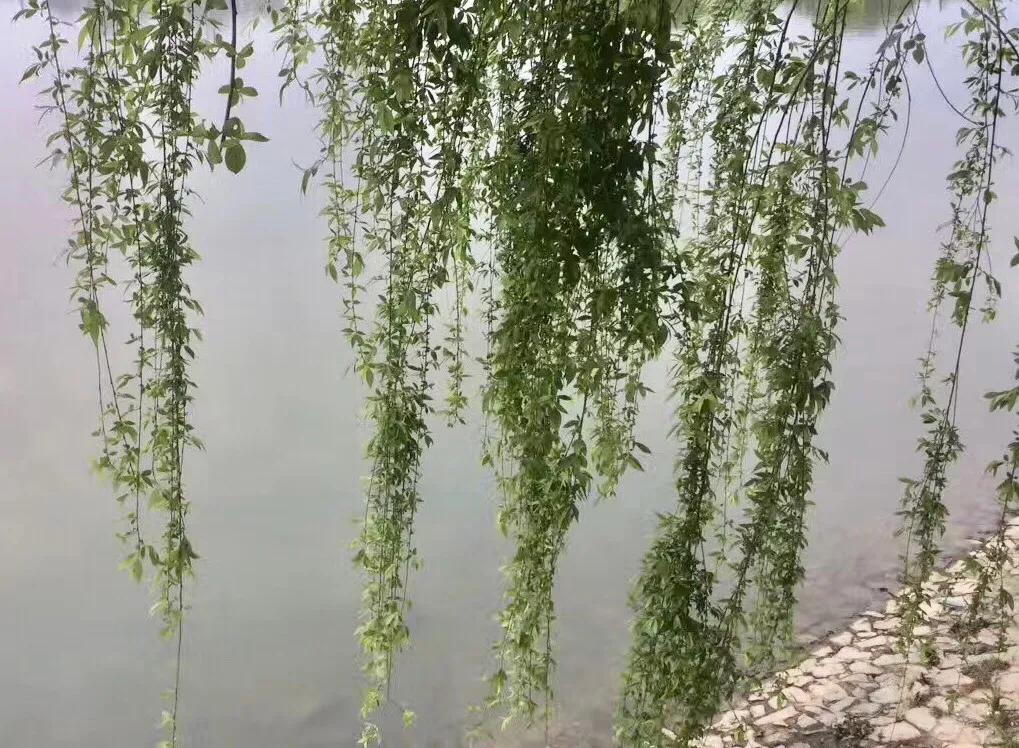 40首咏柳七绝现代,贺知章咏柳七绝