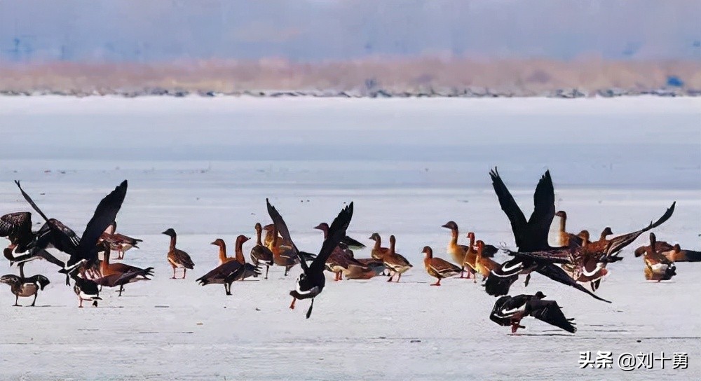 人间美味的动物有哪些,大雁做法和营养价值