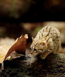 三种被全世界禁养的猫你知道几个,五种被禁养的猫