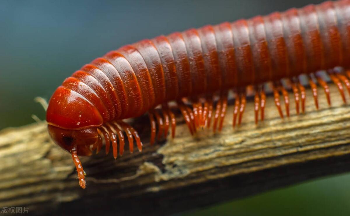 长的像蜈蚣的虫是什么虫,长得像蜈蚣一样的虫子怎么消灭