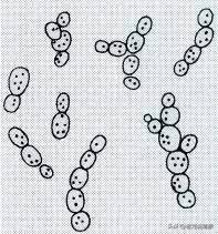 啤酒好不好喝,啤酒到底好不好喝一点