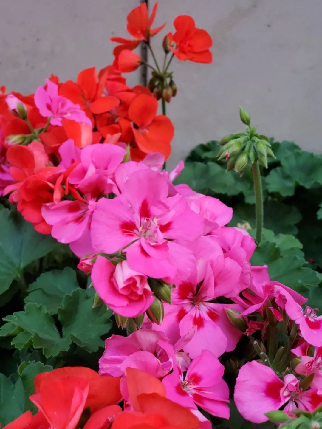 买花避开哪里,买花避坑指南