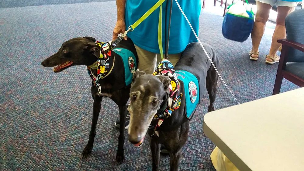 人与动物的相处故事100字,人与动物的温情故事