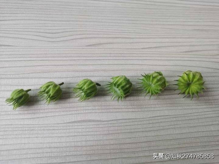 小苘麻的图片,苘麻图片