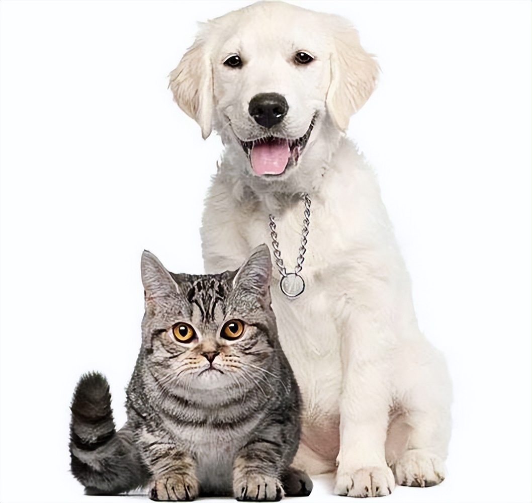 宠物托运怎么打开笼子,宠物托运需要准备什么证件和行李