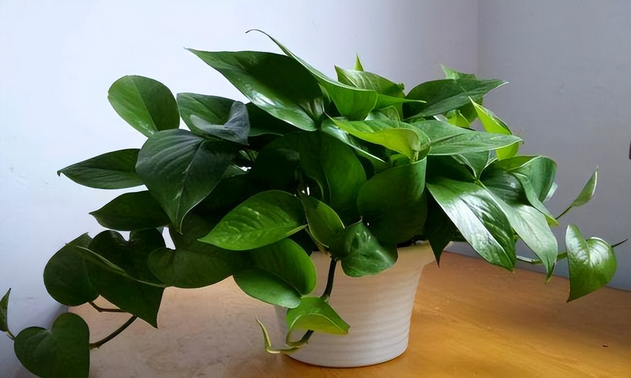 这几种常见花有毒居家养护要小心,四种剧毒的花家里千万别养