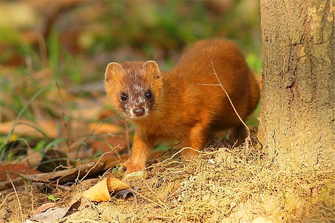 黄鼠狼成精向人讨封被骂,黄鼠狼讨封成精后怎么处理
