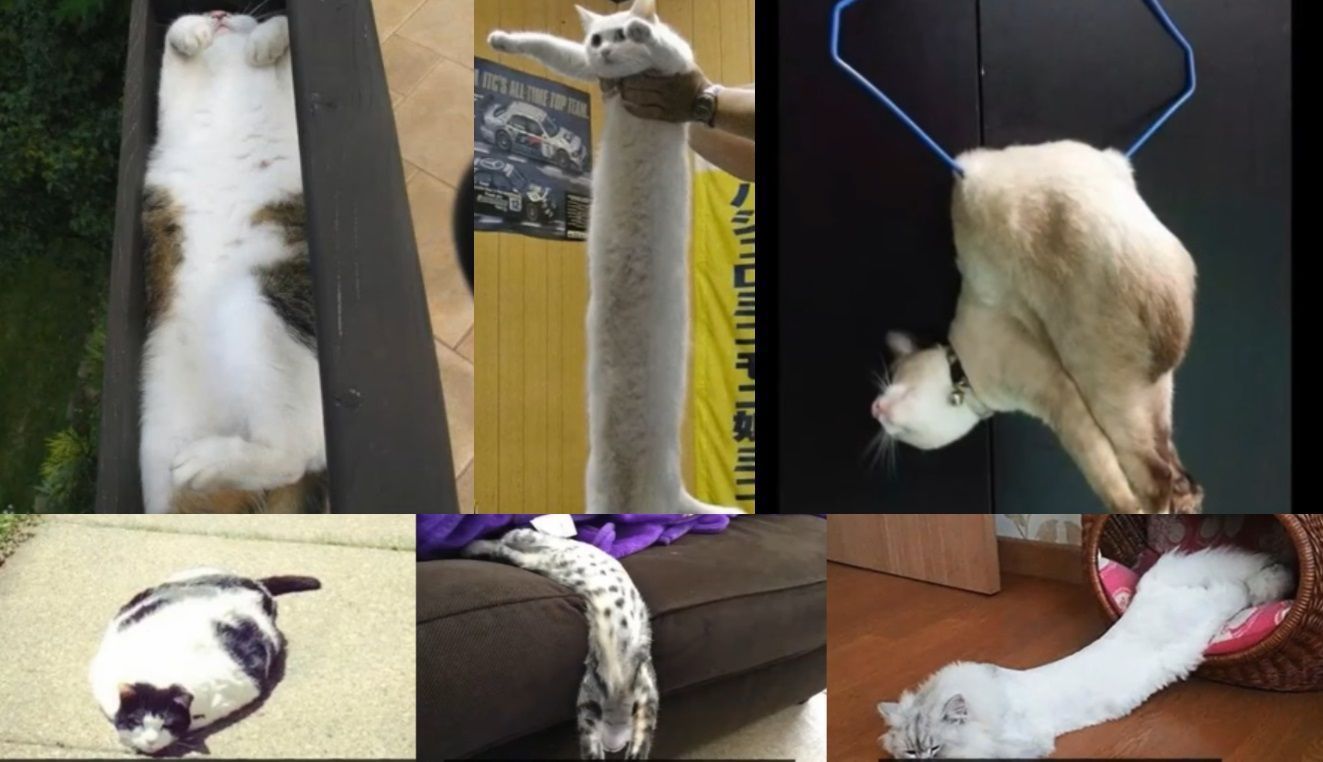 液体猫究竟是怎么一回事儿？原来它3000万年只干这一件事