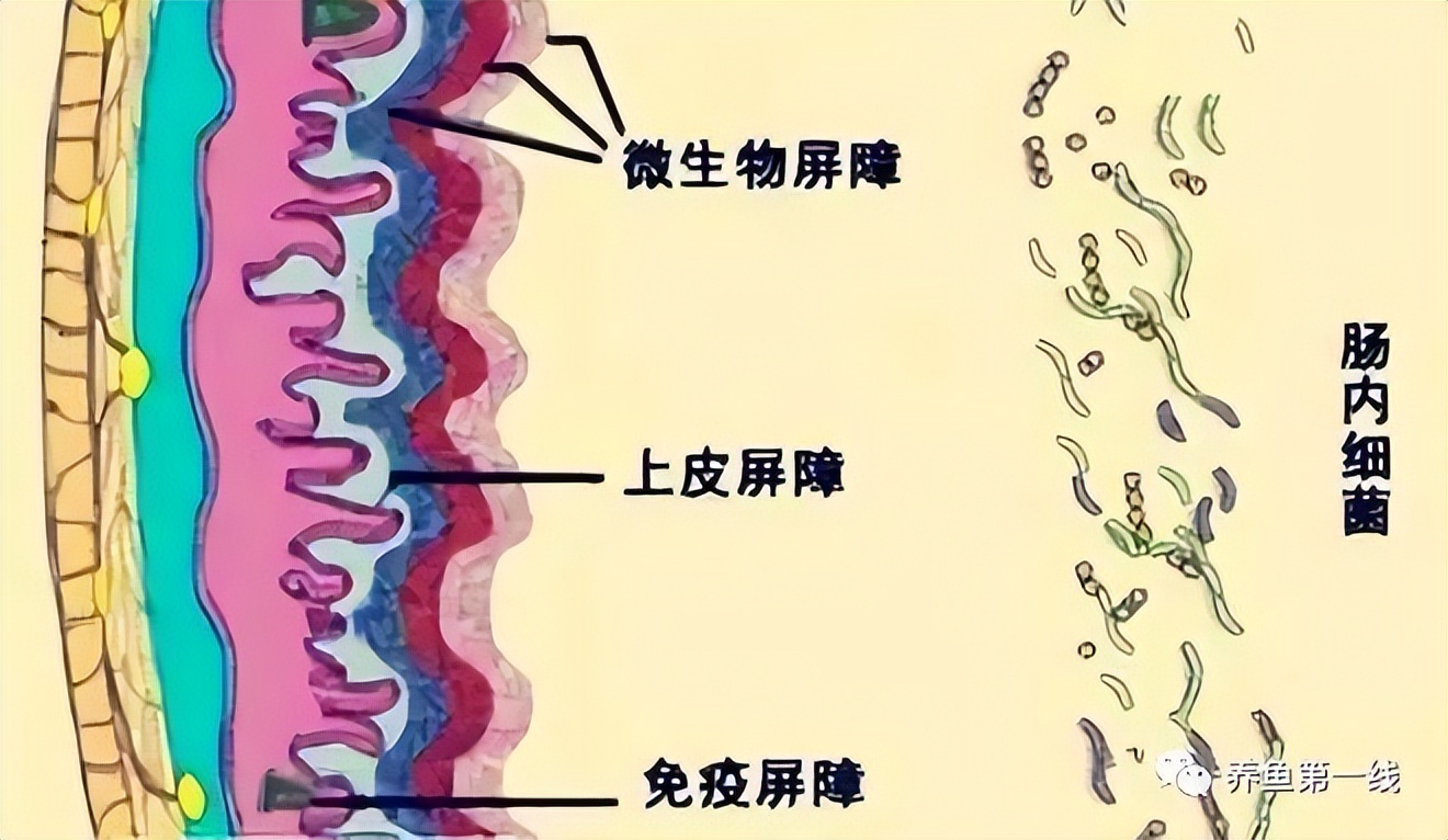 鱼类便秘怎么治疗,鱼塘里的鱼便秘怎么治疗最好