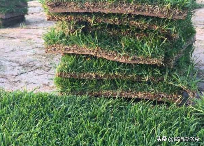 世界杯的草坪是真草吗,世界杯足球场草皮是硬的还是软的