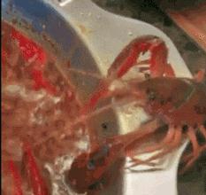 成吉思汗为什么能打到了欧洲,成吉思汗打到欧洲为什么不打下去