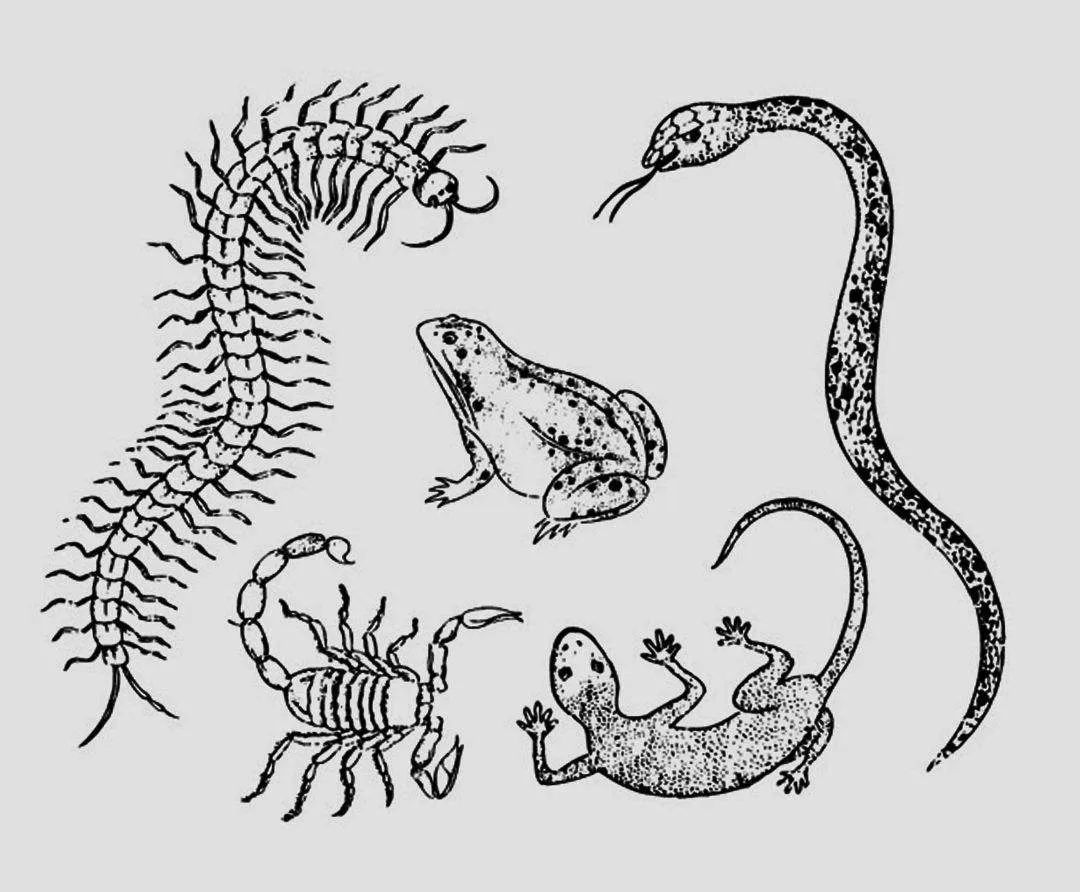 五毒有壁虎还是蜘蛛,五毒为什么是壁虎而不是蜘蛛