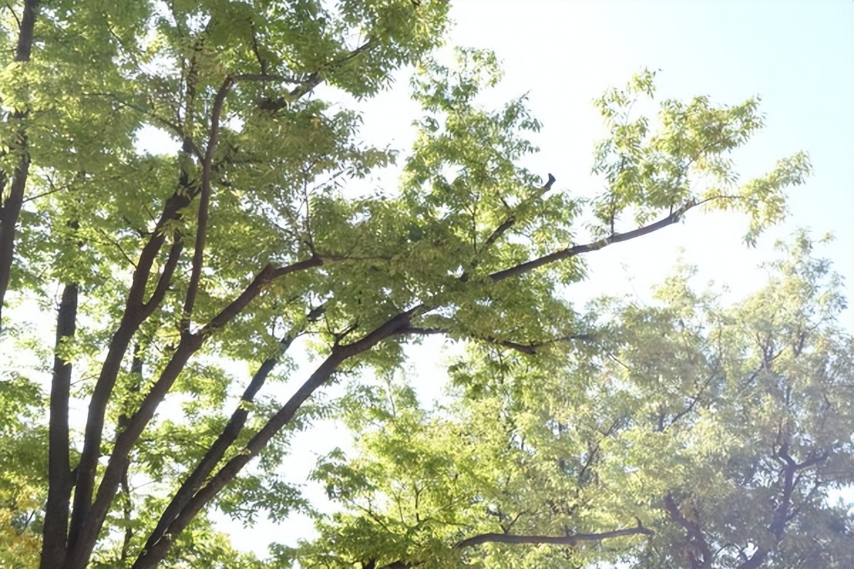 首尔景福宫游记,韩国景福宫和青瓦台在一起吗