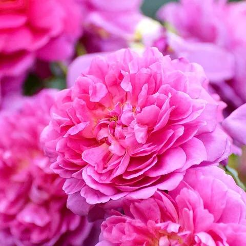 安妮公主月季优缺点,安妮公主月季耐热