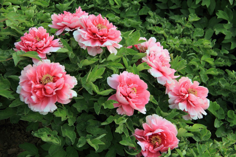 手机拍照拍摄技巧和方法大全,手机拍照要注意什么拍摄技巧