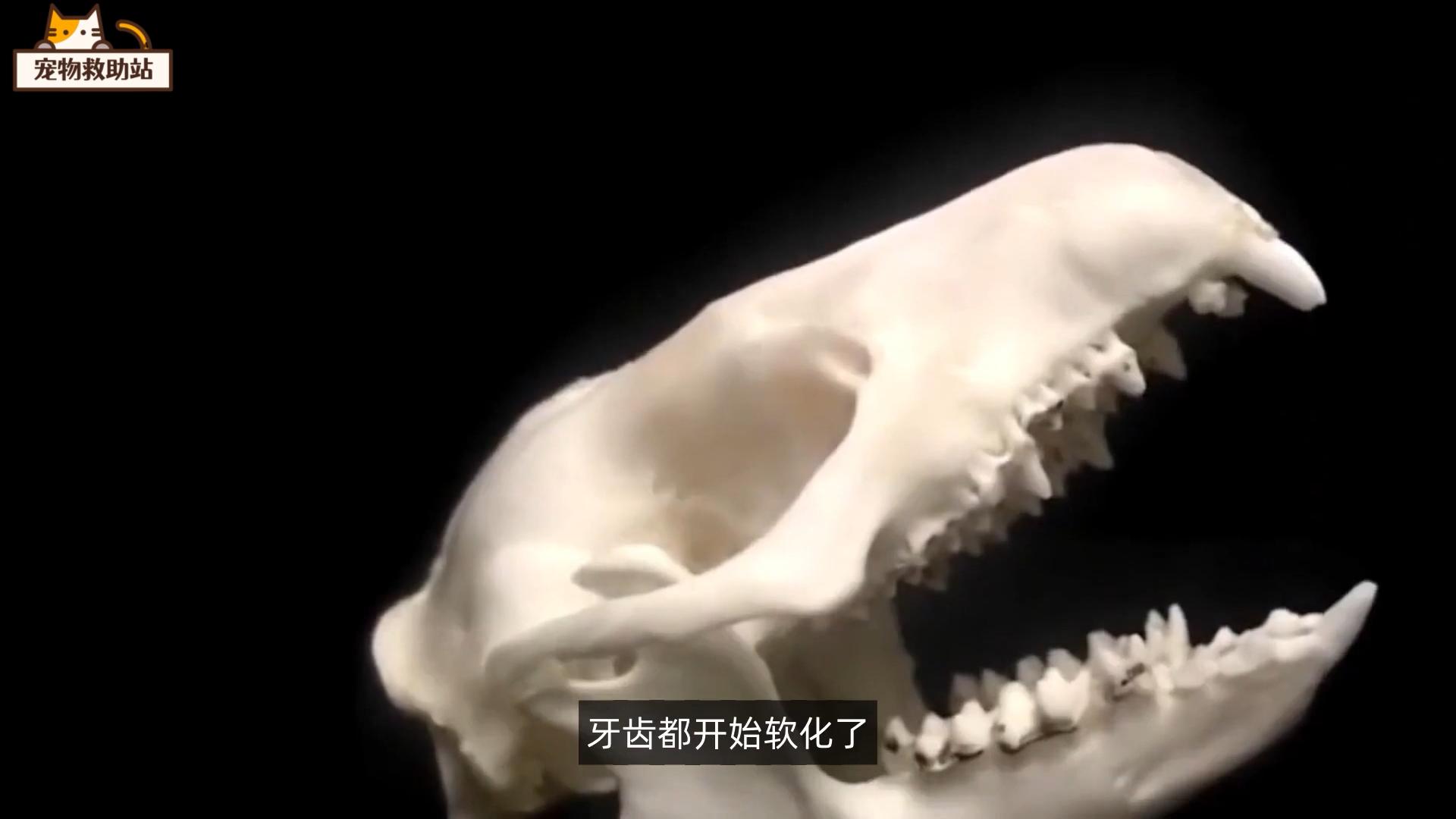 小刺猬生病,小刺猬生病了的视频