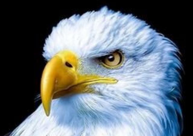 古代对动物的雅称词汇大全,古人描写动物的诗有哪些