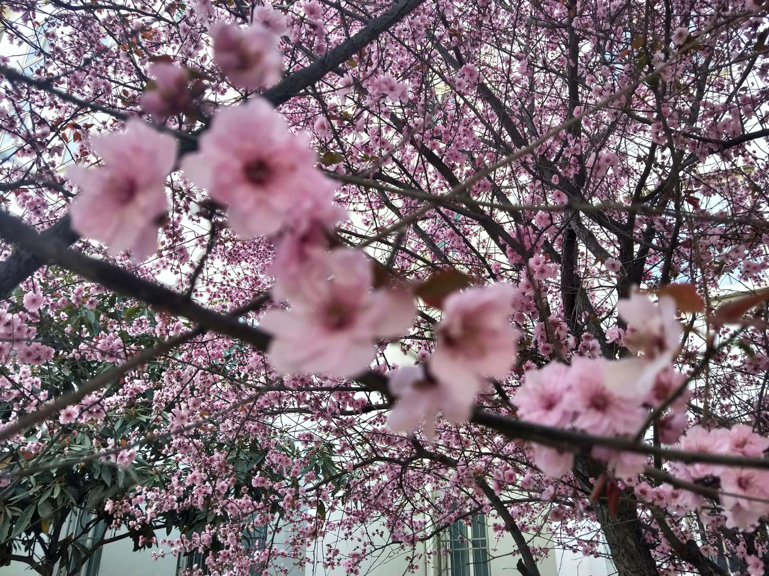 春天风景诗原创,与春天约会的诗歌原创