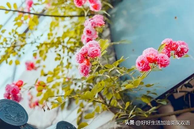 勇者永不屈服英文,勇者永不退缩作文