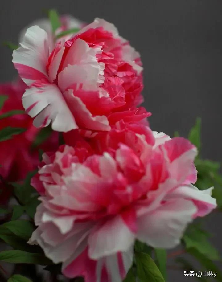 五颜六色的花朵养眼舒心,灵动秀美的花朵图片