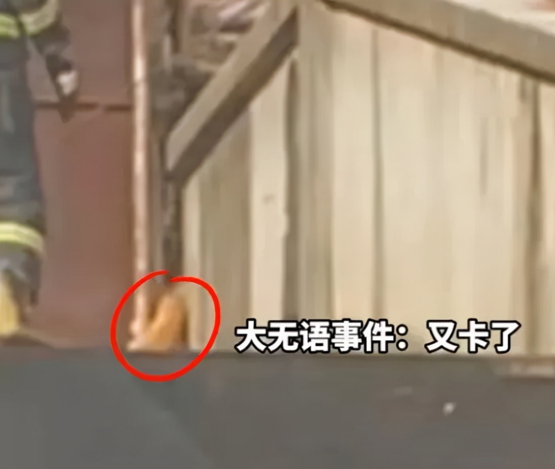 别人家的猫是液体还是固体,猫都是水做的