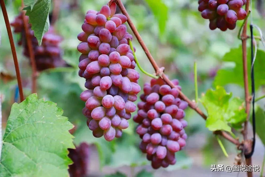 来“中国福禄考之乡”，千亩花田小镇中坐赏鲜花闲看云