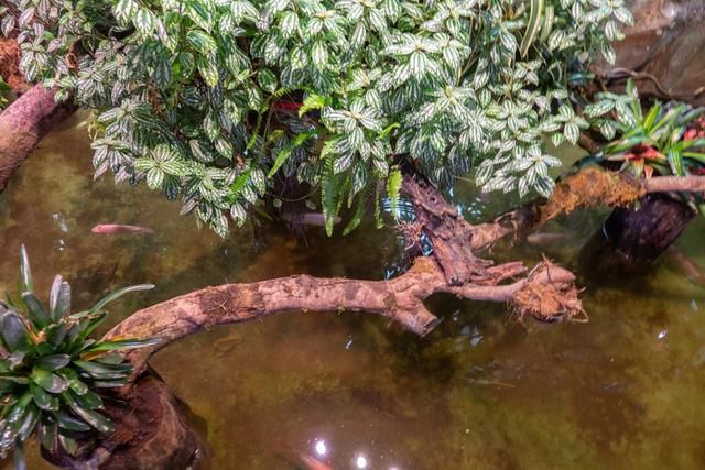广州白云山风景区出现蛇,广州哪个景区好多蛇