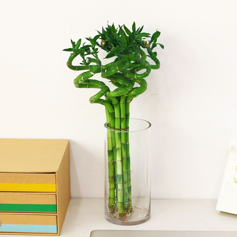 家里放财气的六种花,家里养什么花最好运气最旺