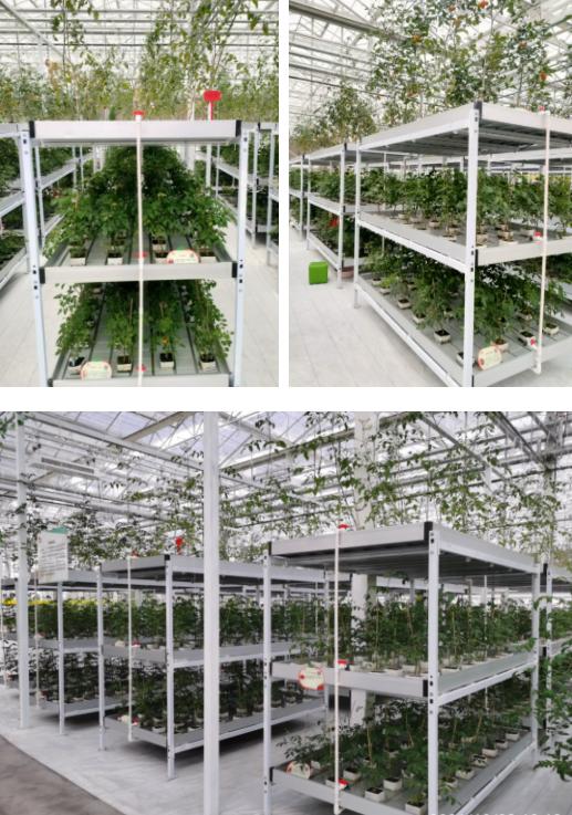 农业技术大讲堂之番茄的种植技术,连云港番茄无土栽培