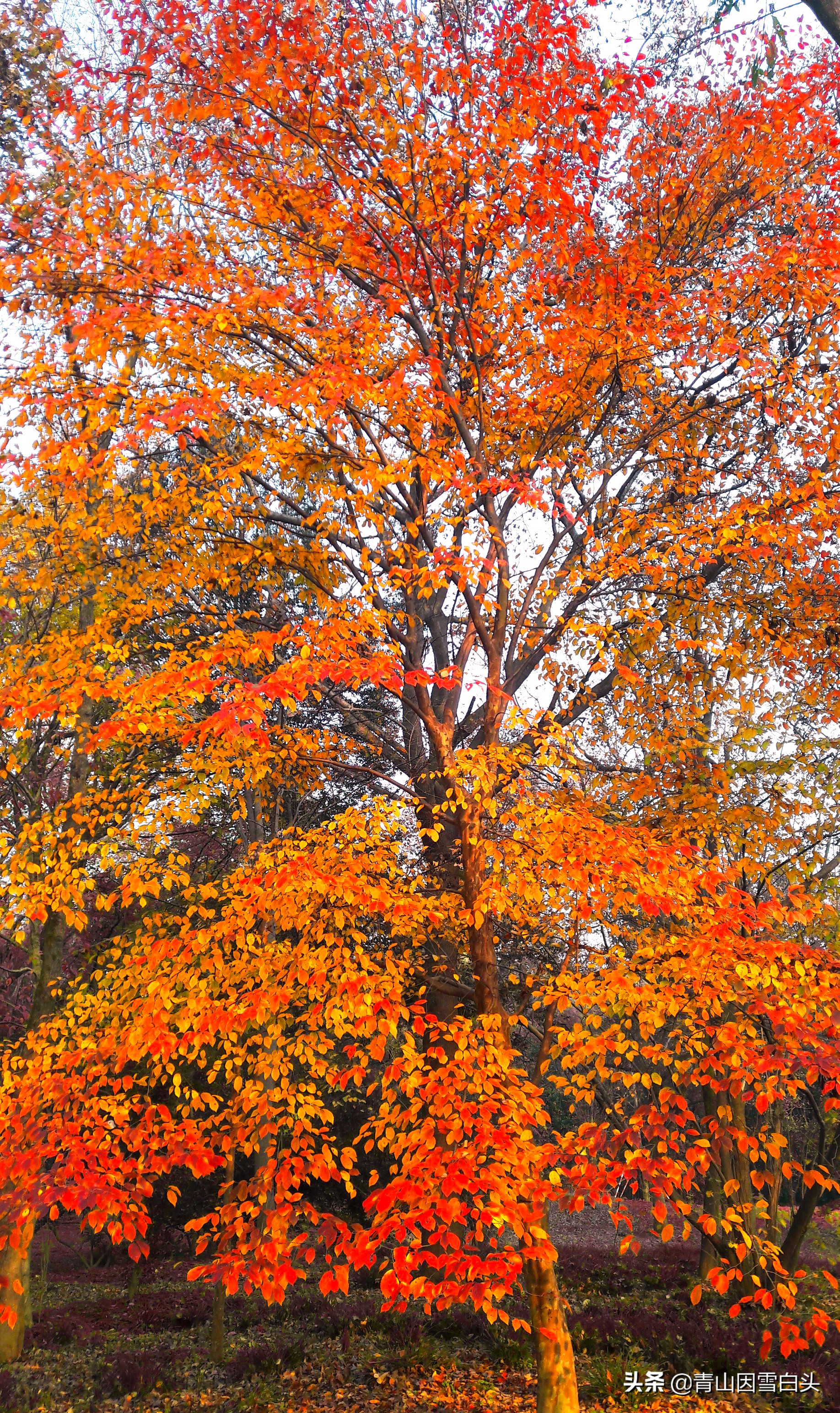 前景好的4个农村创业项目,十大适合目前农村创业的项目