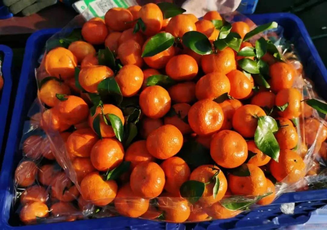 砂糖橘行情12月30日,砂糖橘2020年行情