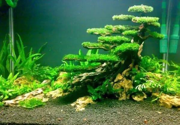 缸起藻了怎么办,缸里长丝藻怎么处理